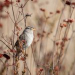 CBA辽宁男篮今晚直播:焦点对决不容错过 pbqag